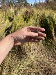Agrostis stolonifera