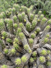 Cactoideae