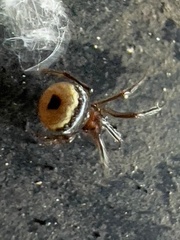 Hentziectypus globosus