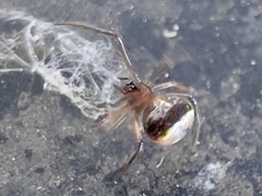 Hentziectypus globosus