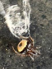 Hentziectypus globosus