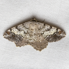 Macaria granitata