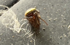 Hentziectypus globosus