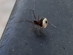 Hentziectypus globosus