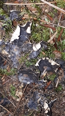 Peltigera praetextata