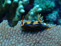 Chromodoris colemani