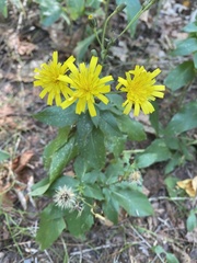 Hieracium murorum