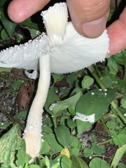 Leucocoprinus cretaceus
