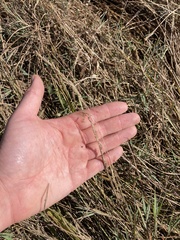 Agrostis stolonifera
