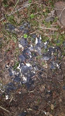 Peltigera praetextata