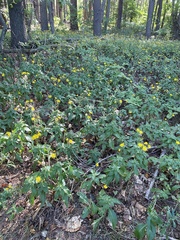Hieracium murorum