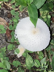 Leucocoprinus cretaceus