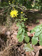 Hieracium murorum