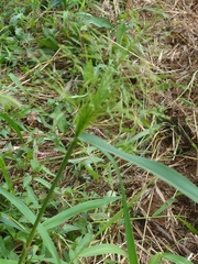Panicum dichotomiflorum