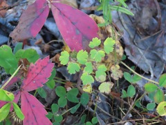 Thalictrum occidentale