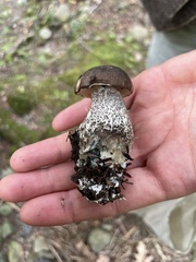 Leccinum scabrum