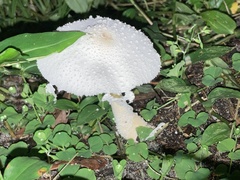 Leucocoprinus cretaceus