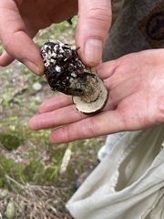 Leccinum scabrum