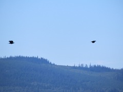 Corvus brachyrhynchos