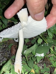Leucocoprinus cretaceus