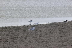 Chroicocephalus cirrocephalus