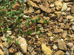 Ipomoea coccinea