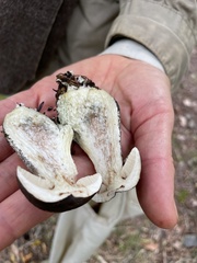 Leccinum scabrum