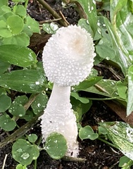Leucocoprinus cretaceus