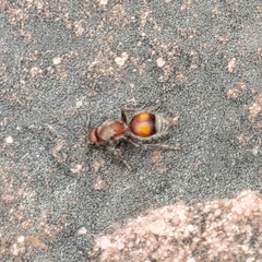 Dasymutilla canella