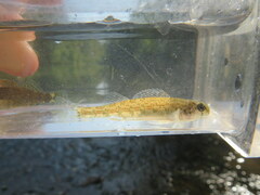 Etheostoma occidentale