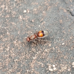 Dasymutilla canella