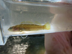 Etheostoma microlepidum