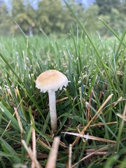 Stropharia
