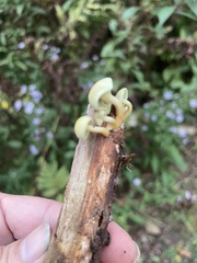 Agaricomycetidae
