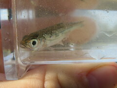 Notropis telescopus