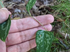 Smilax glauca