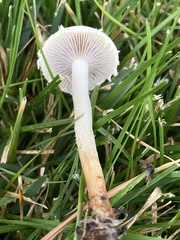 Stropharia