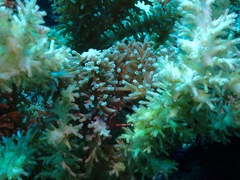 Acropora echinata