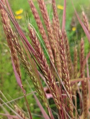 Elymus virginicus
