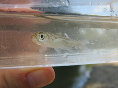 Notropis telescopus
