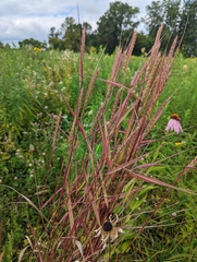 Elymus virginicus