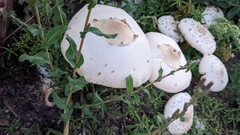 Chlorophyllum