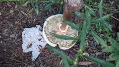 Chlorophyllum