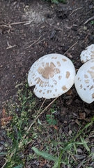 Chlorophyllum