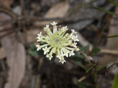 Pimelea humilis