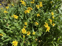 Arnica lanceolata prima