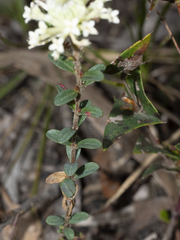 Pimelea humilis