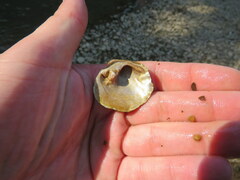 Cyclonaias tuberculata