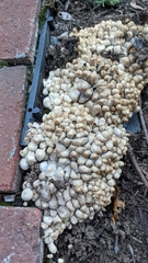 Coprinellus