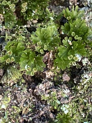 Crepidomanes minutum